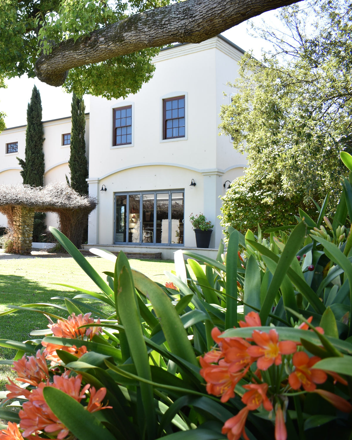 Orange clivias in flower on the lawn at the Phelan factory, with the vine pergola and the shop building behind
